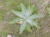 Scotch Thistle