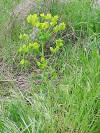 Leafy Spurge